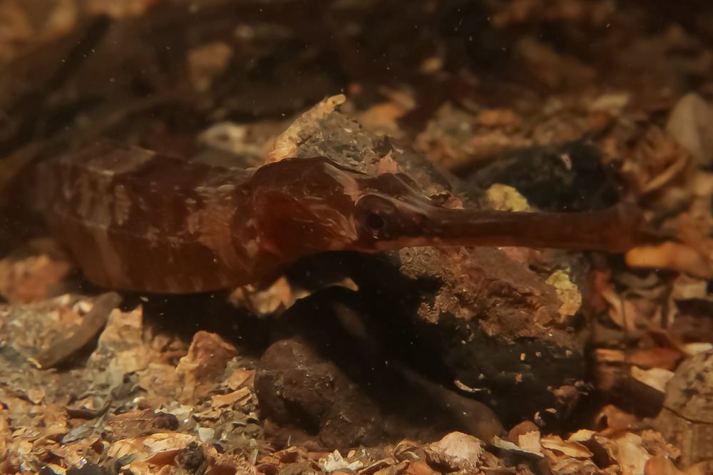 Sea Horse
