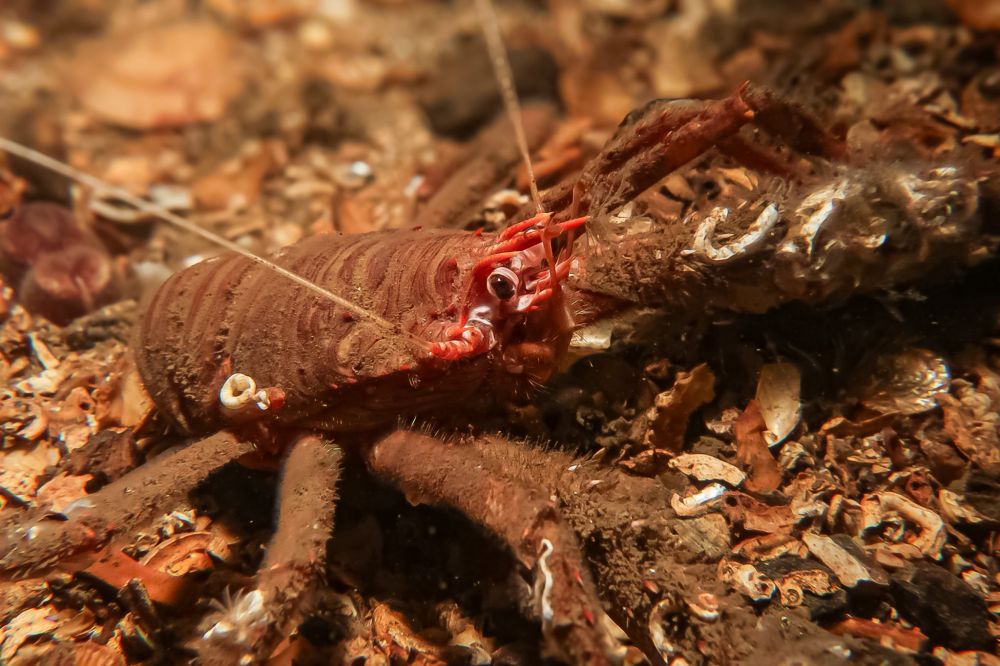 Squat Lobster