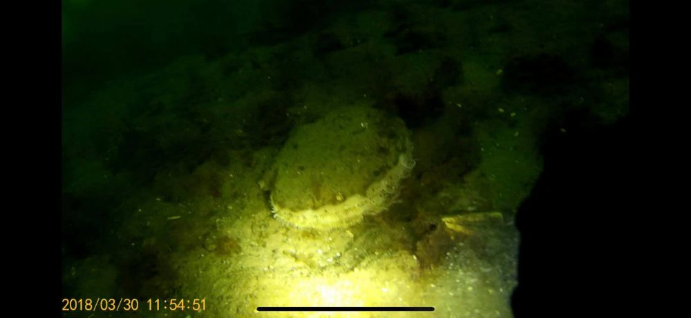Scallop