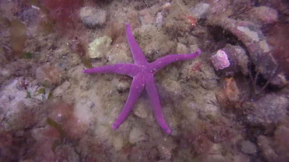 Purple Starfish