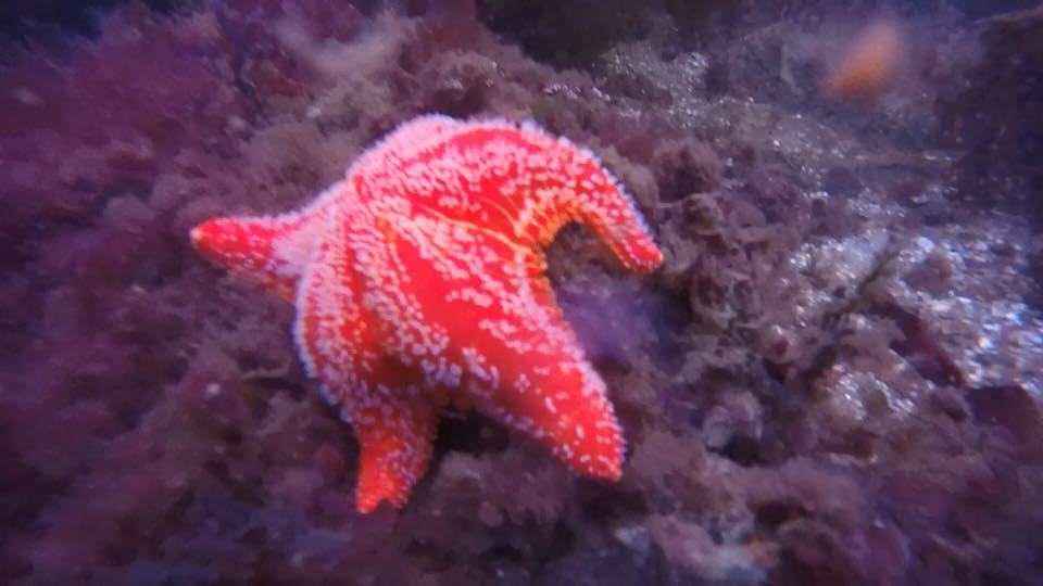 Sun Starfish